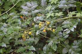 Image result for Rubus pinnatus