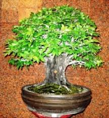 Image result for Diospyros natalensis