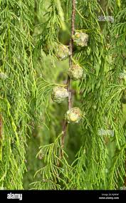 Image result for Cupressus funebris