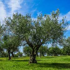 Larvae are yellowish white maggots with a pointed head. Fruitless Olive Tree Plant Care Growing Guide