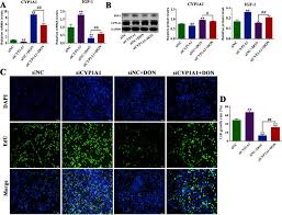 Cytochrome P450 enzymes mediated by DNA methylation is involved in  deoxynivalenol-induced hepatoxicity in piglets