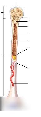 Label the structures of a long bone medullary epiphyseal cavity line spongy articular bone cartilage periosteum compact bone endosteum. A P Ch 4 Label The Long Bone Terms Diagram Quizlet