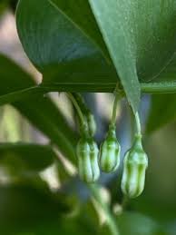 Image result for Asparagus asparagoides