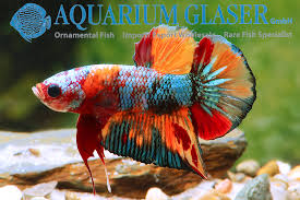 5,994 followers · pet supplies. Betta Splendens Pla Kat Halfmoon Galaxy Candy Aquarium Glaser Gmbh