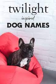 Twilight Dog Names Dog Names Cute Names For Dogs Best Dog Names