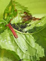 Image result for BLACKFLY ON TOMATO PLANTS