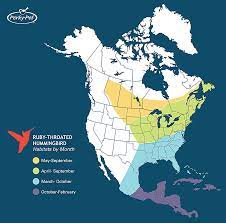 View map & download species guide. Hummingbird Migration Facts And Information