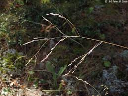 Image result for Avenella flexuosa
