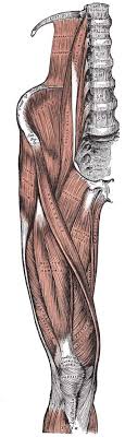 The pubococcygeal muscle (pc muscle). Anatomy Bony Pelvis And Lower Limb Thigh Femoral Nerve Article