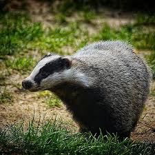 Pin On Graevlinger Badgers