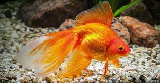 How To Look For A Pregnant Goldfish Goldfish Care Goldfish Pet Fish