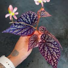 Image result for Begonia tatoniana