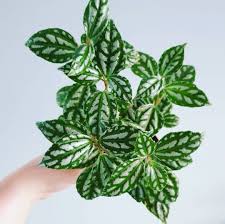 Image result for Pilea angolensis