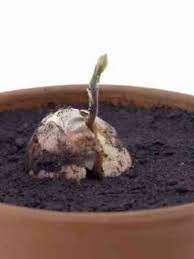 How To Grow Avocados Indoors And Out Avocado Plant Grow Avocado Avocado Seed Growing