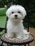Teddy Bear Haircut Shih Tzu