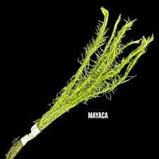 Image result for Mayaca