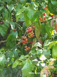 Image result for Flacourtia