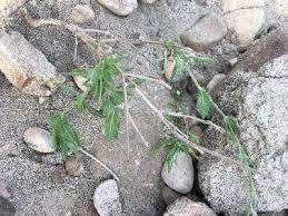 Image result for Corchorus schimperi