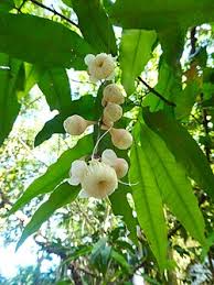 Image result for Syzygium niassense