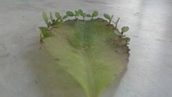 Image result for Bryophyllum