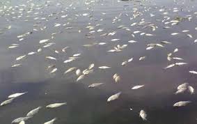 1) danau glasial danau glasial dapat terjadi sebagai akibat adanya erosi dan pengendapan yang contoh dari danau jenis ini adalah waduk saguling, waduk gajah mungkur, dan waduk. Satu Ton Ikan Nila Di Waduk Saguling Mati