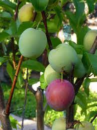 Each fruit salad tree is grafted with at least 3 of the 5 possible varieties. Plant A Fruit Salad Four Different Fruits Growing On The Same Tree Dengarden