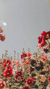 Iphone hintergrund sommer blumen hintergrund iphone apple hintergrund iphone coole hintergrundbilder für iphone hintergrundbild samsung bildschirm lila tapeten original iphone. ð™¿ðš'ðš—ðšðšŽðš›ðšŽðšœðš ðš˜ðš•ðš'ðšŸðš'ðšŠðšŠðŸ·ðŸ·ðŸ¸ ðš˜ðš•ðš'ðšŸðš'ðšŠðšŠðŸ·ðŸ·ðŸ¸ Pinterest Blumentapete Iphone Wallpaper Herbst Kunst Tapete