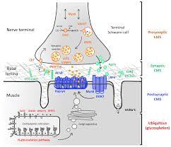 Ijms Free Full Text The Neuromuscular Junction And Wide Heterogeneity Of Congenital Myasthenic Syndromes