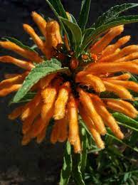 Pin En Flores Del Jardin