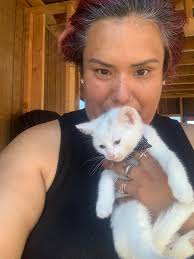 Looking for female orange tabby kitten under 4 months old?