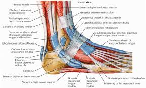 The tendon connects muscle to the bone. Foot Anatomy Muscles Ankle Tendonitis Foot Anatomy Ankle Anatomy