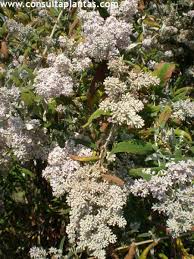 Image result for Buddleja salviifolia