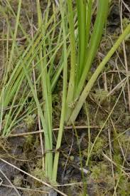 Image result for Cyperus denudatus