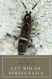 Have you ever seen a bunch of tiny gray bugs that sometimes leap when you try to touch them (if you're brave enough)? Home Remedies To Get Rid Of Springtails Springtails Mold In Bathroom Damp Proofing