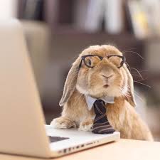Stylish Bunny Bichinhos Bonitinhos Animais Fofos Engracados Animais Bebes As melhores imagens engraçadas, memes, gifs, etc. animais fofos
