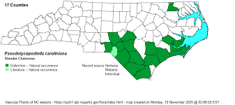 Image result for Lycopodiella caroliniana