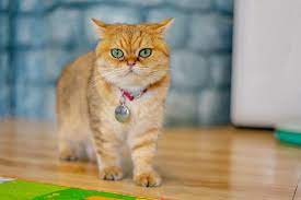 British shorthairs are very expressive cats in voice and behaviour, although they tend to be soft same here, do you live in a hot humid climate? British Shorthair Cat Facts