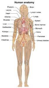 Pin On Medical