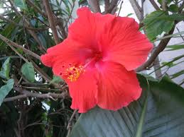 Remove any weak, diseased, or dead growth, as well as crossing or leggy branches. When To Prune Hibiscus Plants Walter Reeves The Georgia Gardener