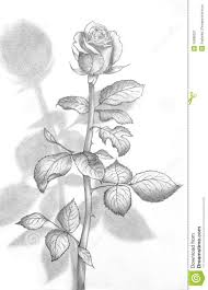 Beautiful Pencil Drawings Of Roses Pencil Drawing Of A Beautiful Rose Royalty Free Stock Photography Roses Drawing Flower Drawing Plant Drawing