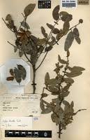 Image result for Xylopia odoratissima