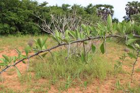 Image result for Hypericophyllum angolense