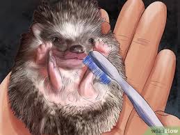 If your hedgehog is quilling, we recommend aveeno® baby cleansing therapy moisturizing wash or an oatmeal bath. How To Bathe A Hedgehog 12 Steps With Pictures Wikihow