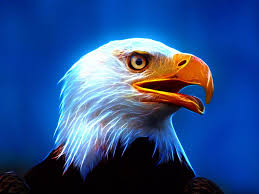 American eagle ❤ 4k hd desktop wallpaper for 4k ultra hd tv. American Eagle Logo Wallpapers Top Free American Eagle Logo Backgrounds Wallpaperaccess