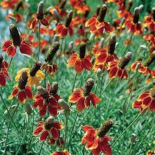 Mexican Hat Prairie Coneflower Ratibida High Country Gardens