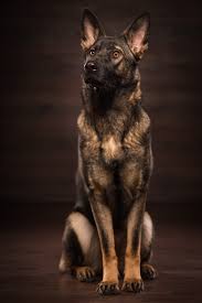 Der deutsche schäferhund strongheart wurde als tierdarsteller in hollywood bekannt und bekam sogar einen eigen stern auf dem walk of fame. Welpen Deutscher Schaferhund