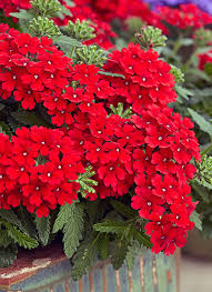 Discover images and videos about red flowers from all over the world on we heart it. Plants With Red Flowers Foliage Garden Gate