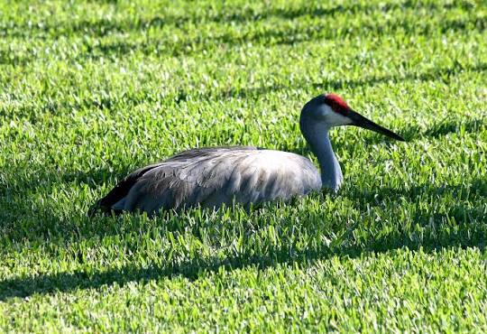 Avise's Birds of the World