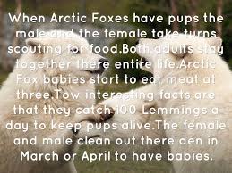 Check out all the cool fun facts below about these interesting arctic mammals. Ava By Christy Robbins