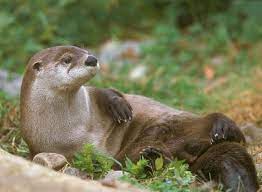 Csi River Otters Animal Forensics Dna Used To Estimate Population Penn State University Otters River Otter Animals